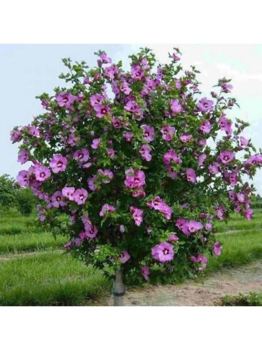 Продам гибискус древовидный