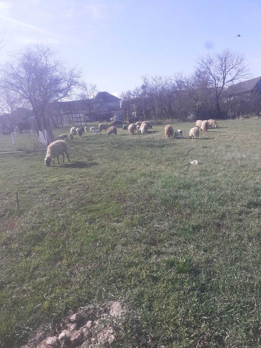 Oi de vanzare turcane cu miei cu tot