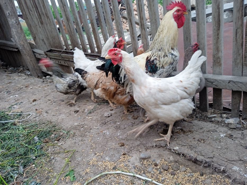 Тауыктар мен балапандар