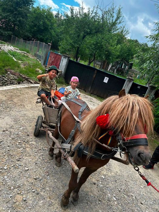 Ponei armăsar de vanzare