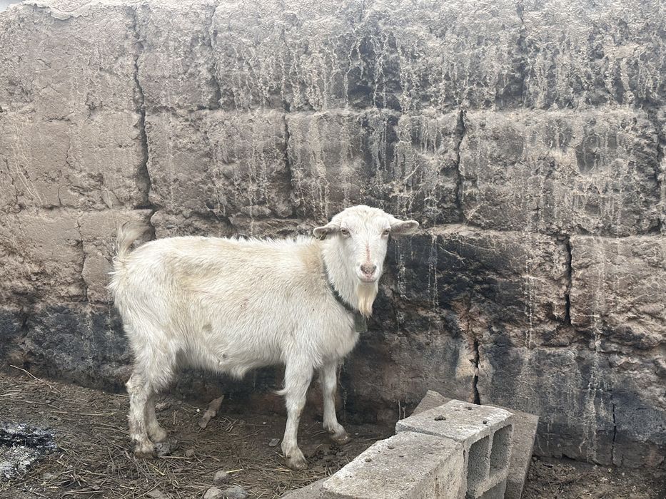 Орыс ешкі сатыладыхх