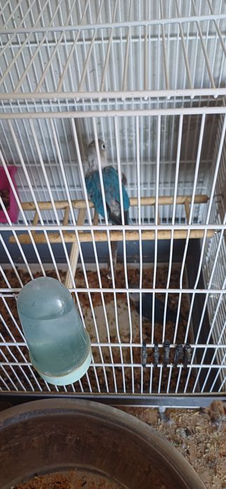 Schimb papagal agapornis fischer cu ninfe.