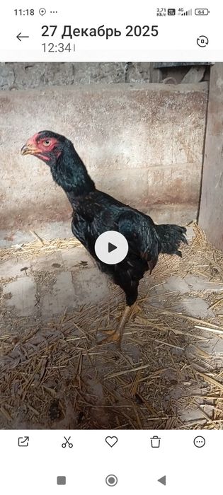 Дакан товук сотилади