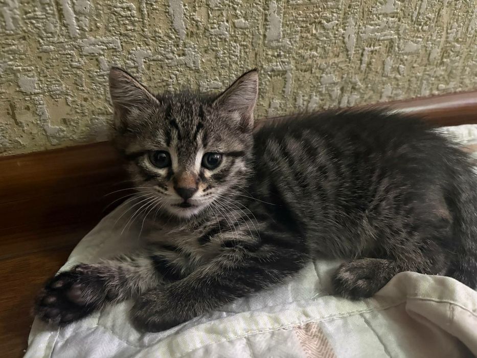 Котята ласковые отдадим в хорошие руки