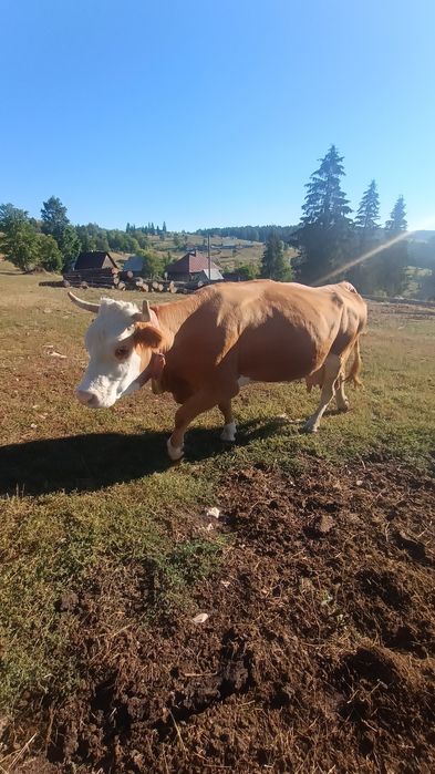 Vând vacă de 8 ani gestanta de 2 luni