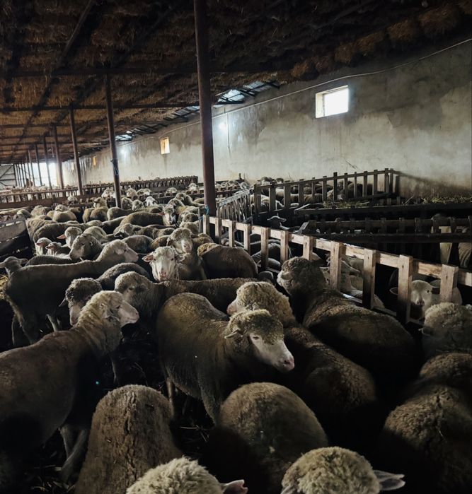 Vand 100 de oi din rasa Merinos de Palas