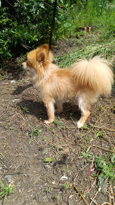 Продам Шпиц ( кобель)