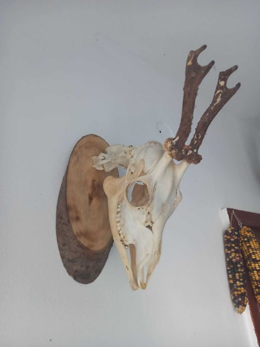 trofeu-trofee-craniu-cranii-coarne de caprior articulat cu panoplie