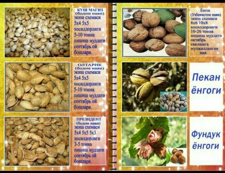 Олма гило шофтоли нок анор анжир урик бодом ёнгок барча мевали дарахт