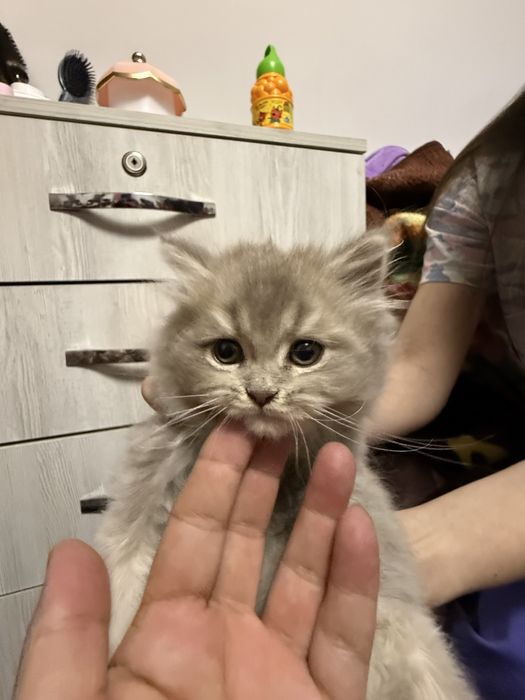 Продается котёнок