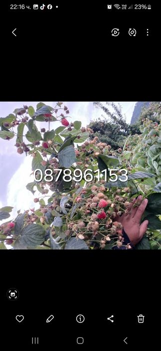 Расзад малини и ягоди