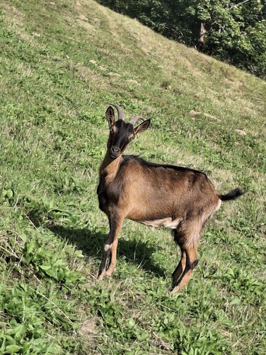 2 capre alpin francez de vănzare