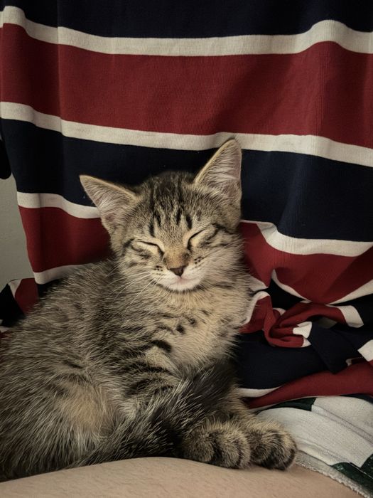 котята 3-4 месяца