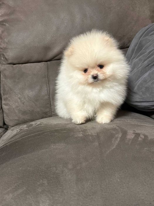 Померан бял/крем