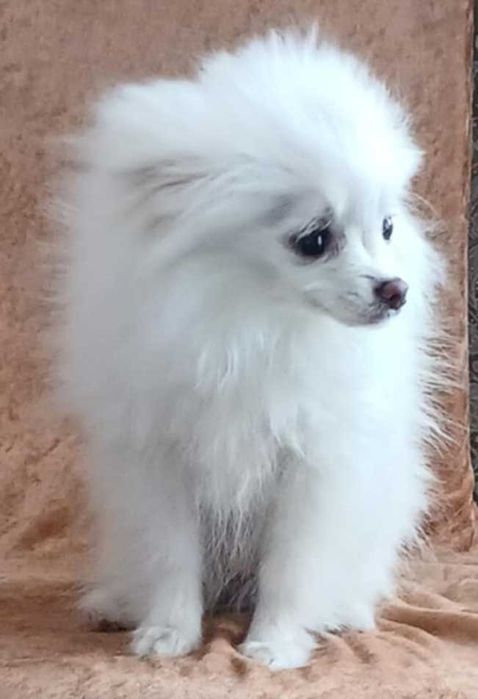 Бяло мини шпиц кученце – женско, 5 месеца