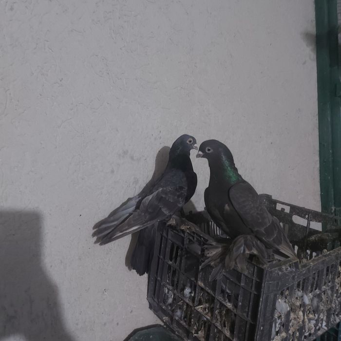 Челкар кишмиш пара канкретна с игрой