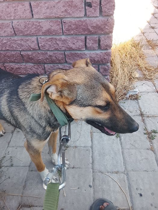 Одам в хорошие руки