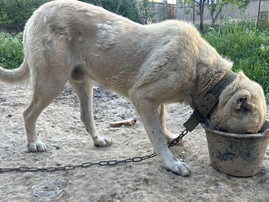 Алабай чистый порода