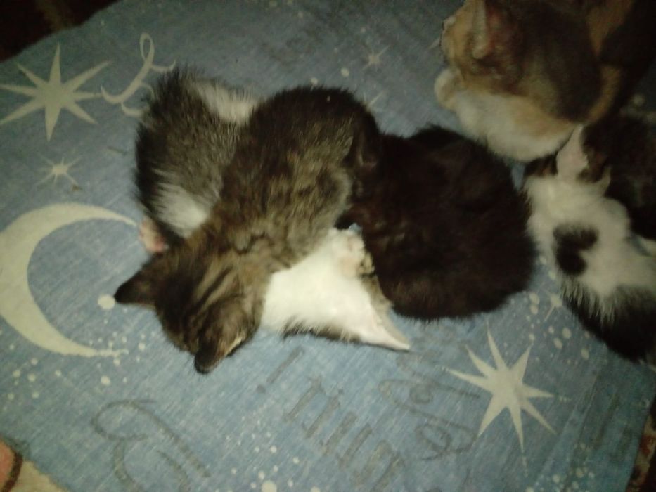 Очаровательные котята
