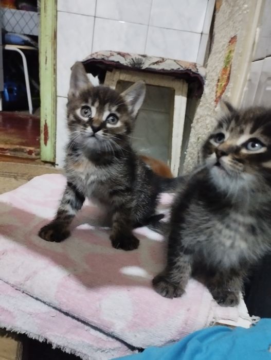 Отдам котят в хорошие добрые руки