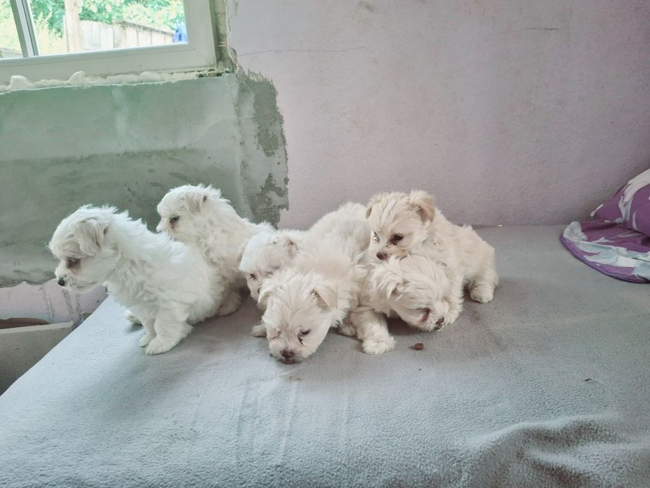 Bișhoni 4 fete și 2 baieti