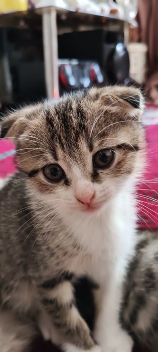 Котята шотландцы