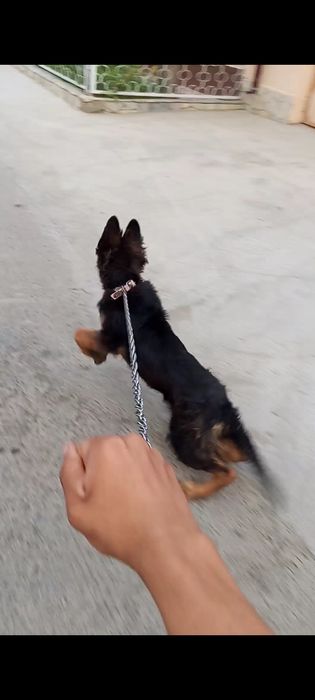 Nemetski afcharka dlinashersna sotiladi