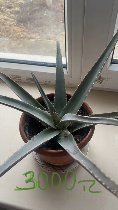 Алоэ вера лечебная