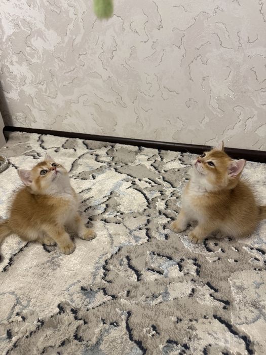 Чистокровные породистые котята
