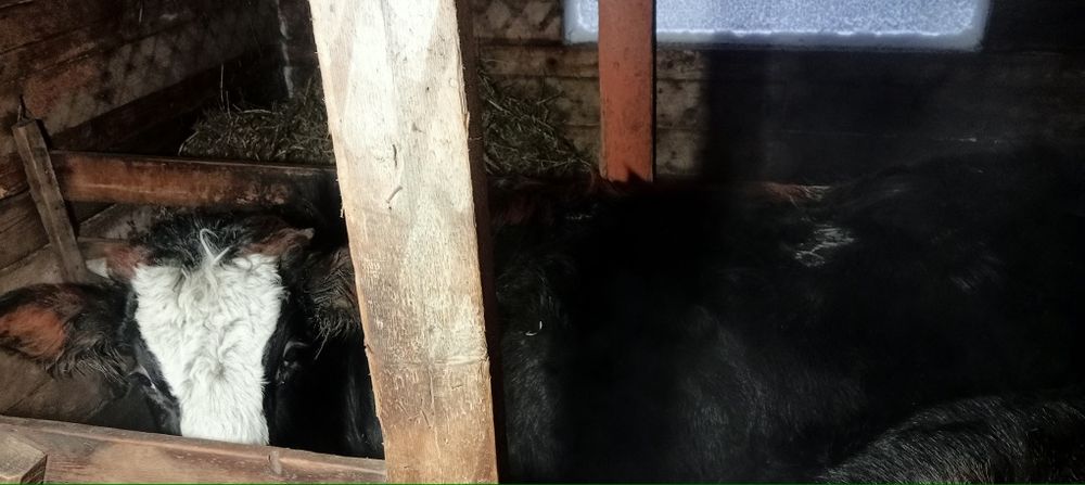 Продам телят можно на мясо