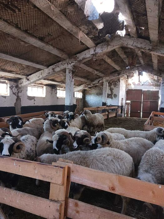 Vand Berbeci cu sau fara certificat de origine