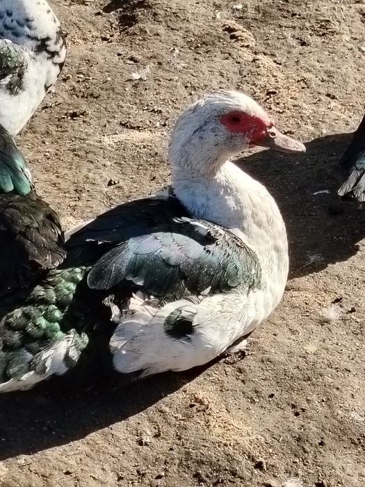 Ratoi muti din vara anului trecut