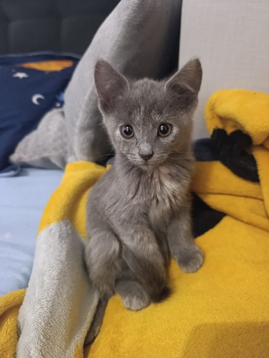 Pisica spre adoptie