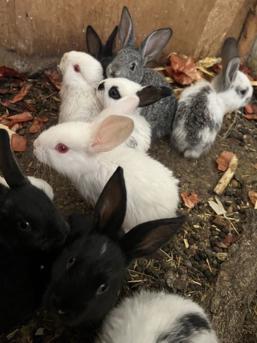 Quyon bolachalari sotiladi