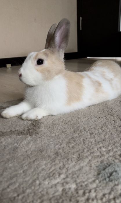 Вязка декоративного кролика