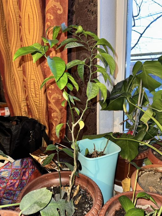 Домашние комнатные цветы