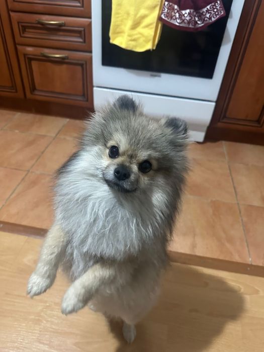 Потерялась собака