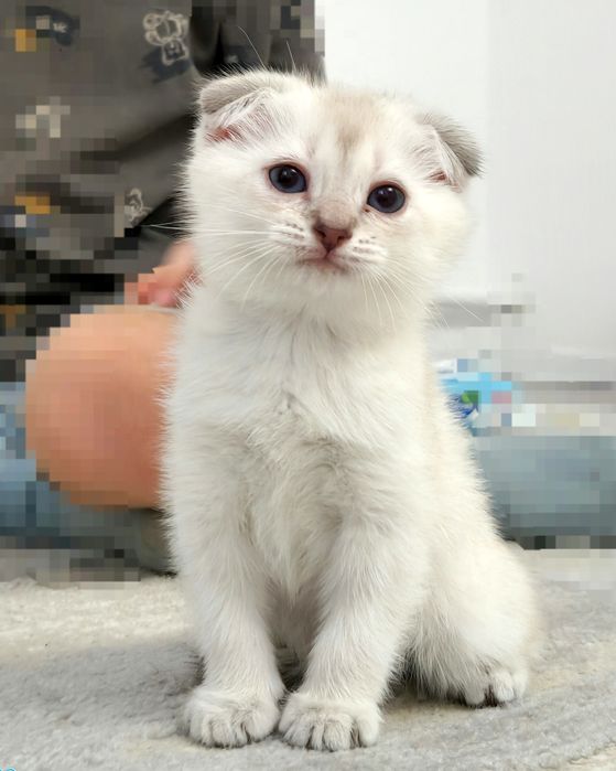 котёнок мальчик вислоухий