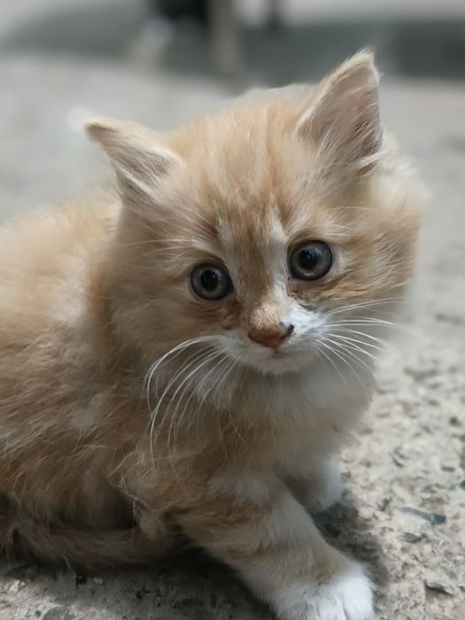 Mushuk bolalari 1.5 oylik bittasi  Котята в возрасте 1,5 месяцев один