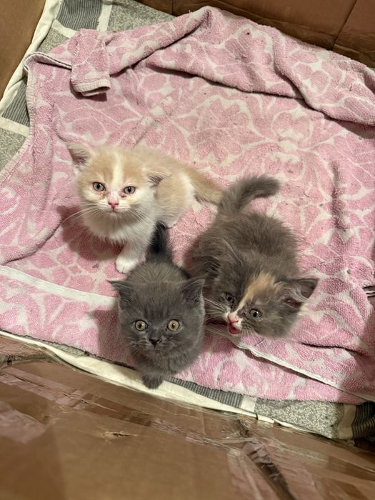 Продается котенки
