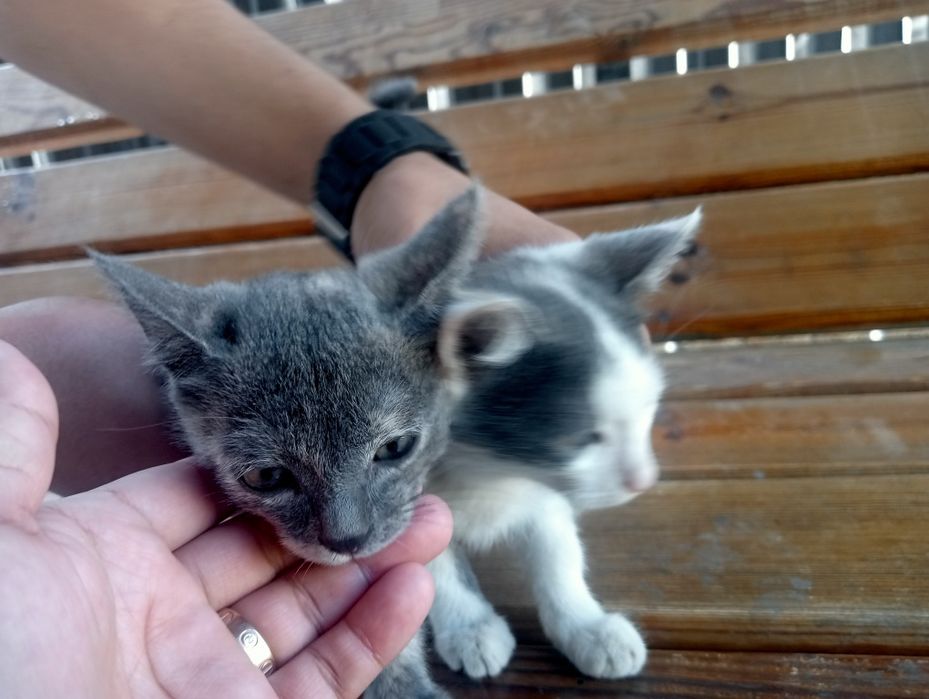 Котята бесплатно