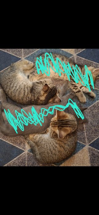 Отдам котят бесплатно