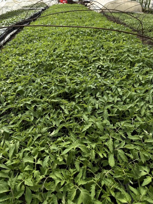 Разсад домати ранни- директно от производител!