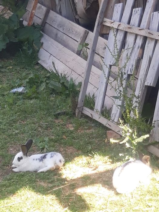 Коян сатылады