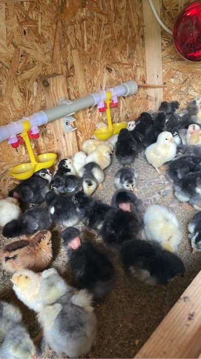 Цыплята от крупных курей