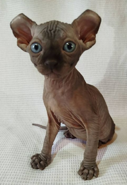 Котята эльф и бамбино