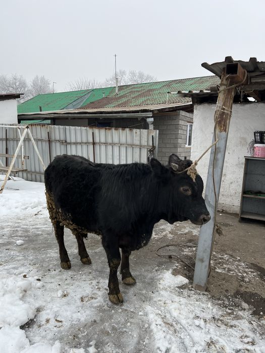 Продам бычки на откорме