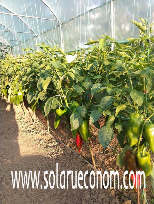 Solar(sera), gama PREMIUM, 20 mp, 1849 lei