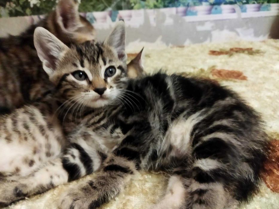 Подарявам котета