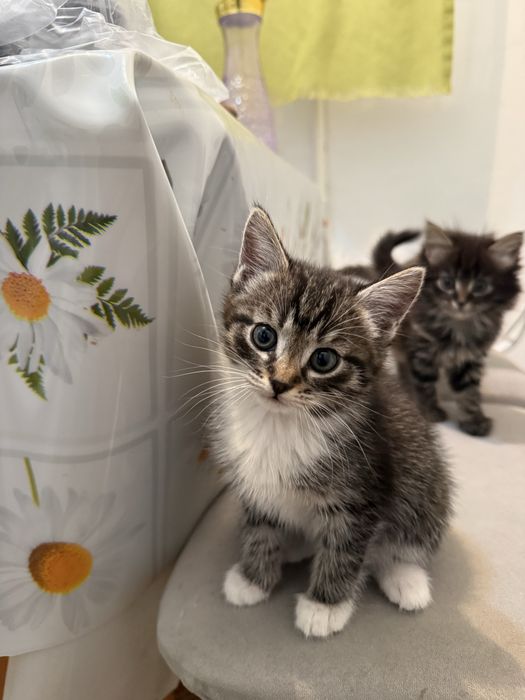 Отдам в хорошие руки